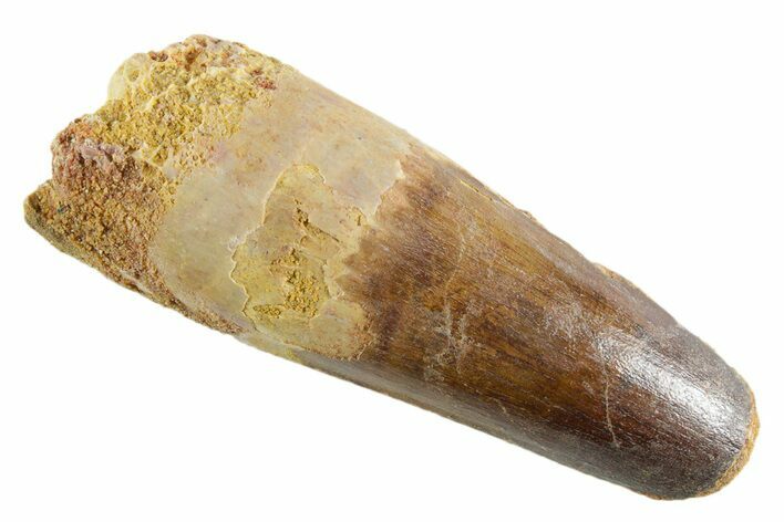 Fossil Spinosaurus Tooth - Feeding Worn Tip #347148
